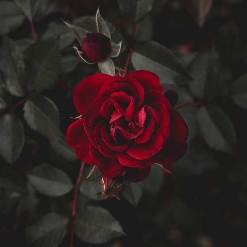 Meet your Posher, Helen